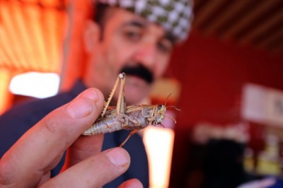 Alfalaj attacks millions of red locusts, destroys standing crops