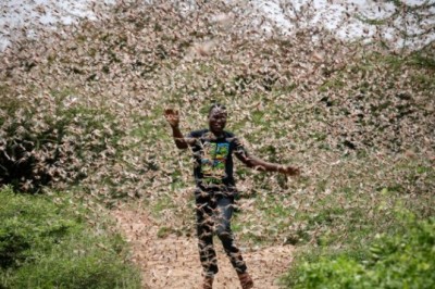 Locusts Attack on Najran Desert