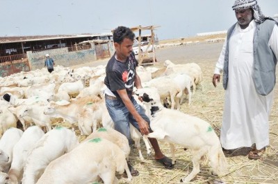 More than a million ‘sacrificial’ animals ready for Hajj